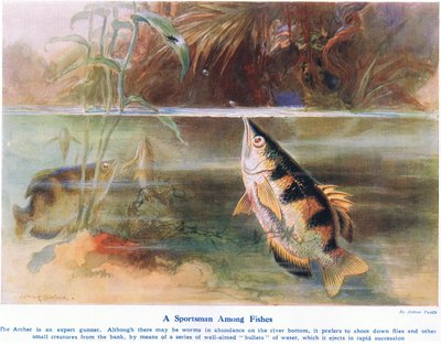 Un deportista entre peces, ilustración de 